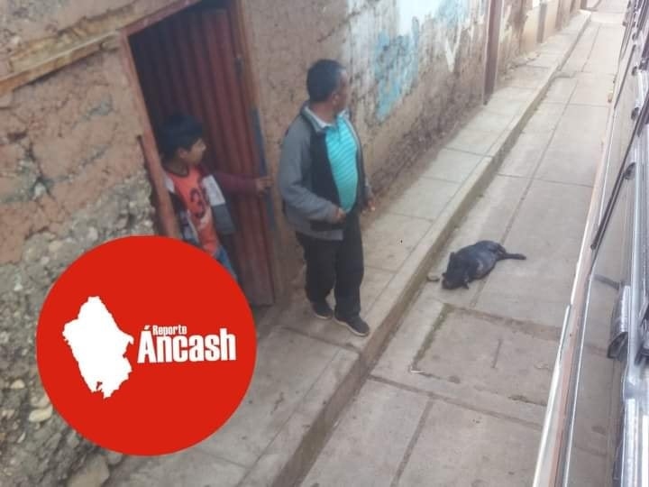 CHOFER DE BUS MEDINA  ATROPILLA Y MATA A CHANCHITO EN HUACACH