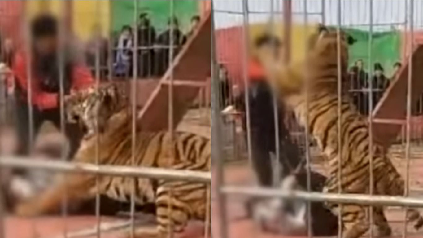 Tigre fuera de control ataca a su domador ante el público en China