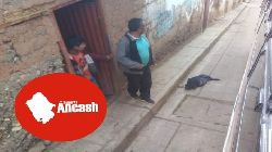 CHOFER DE BUS MEDINA  ATROPILLA Y MATA A CHANCHITO EN HUACACH